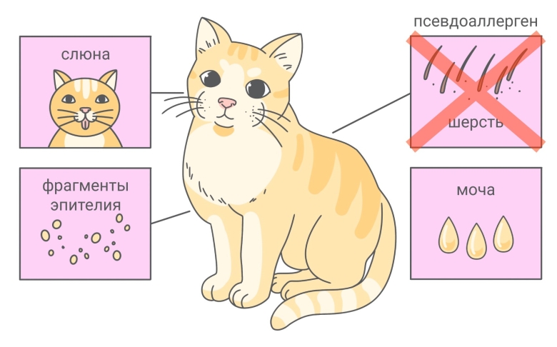 Вещества, вызывающие аллергию на кошку
