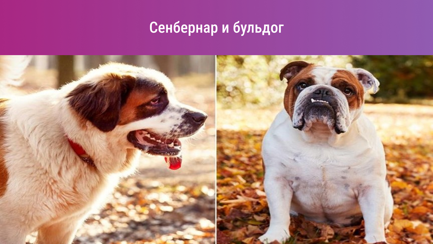 Аллергия на собак: всё о породах и лечении