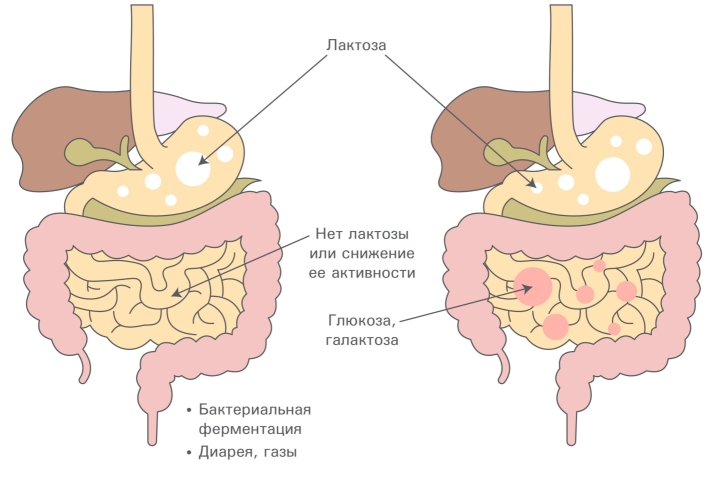 Механизм усвоения лактозы
